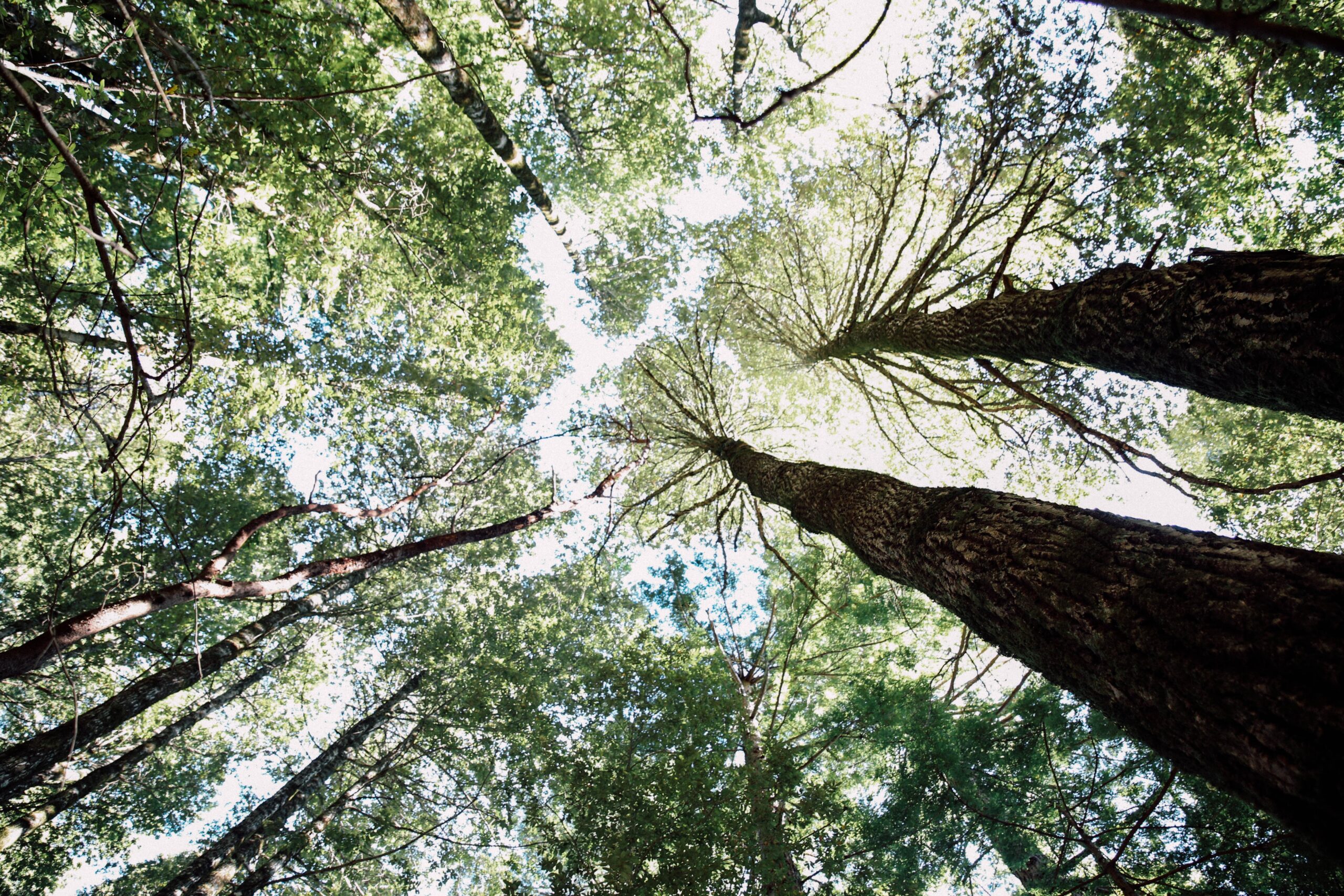 redwoods at canyon ranch woodside